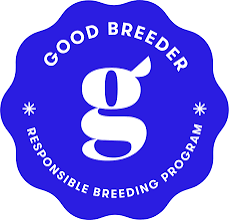 SPRING BORDER COLLIES